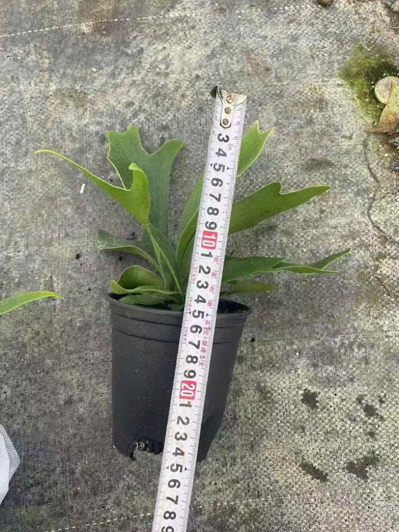 鹿角蕨板植二岐鹿角蕨室内喜阴网红蕨类植物新奇观叶绿植好养