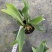 鹿角蕨板植二岐鹿角蕨室内喜阴网红蕨类植物新奇观叶绿植好养