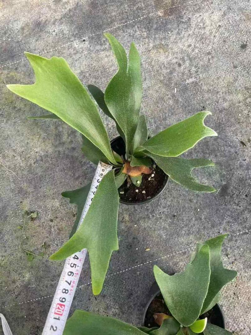 鹿角蕨板植二岐鹿角蕨室内喜阴网红蕨类植物新奇观叶绿植好养