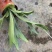 鹿角蕨板植二岐鹿角蕨室内喜阴网红蕨类植物新奇观叶绿植好养