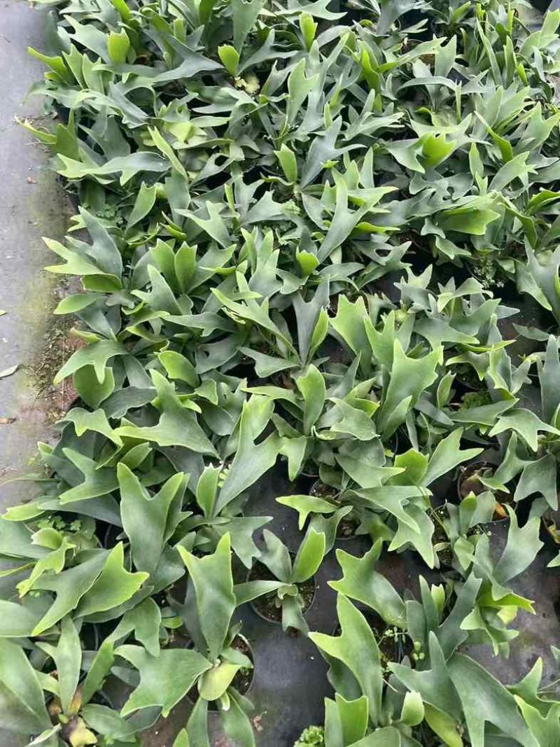 鹿角蕨板植二岐鹿角蕨室内喜阴网红蕨类植物新奇观叶绿植好养