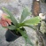 鹿角蕨板植二岐鹿角蕨室内喜阴网红蕨类植物新奇观叶绿植好养