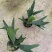 鹿角蕨板植二岐鹿角蕨室内喜阴网红蕨类植物新奇观叶绿植好养