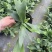 鹿角蕨板植二岐鹿角蕨室内喜阴网红蕨类植物新奇观叶绿植好养