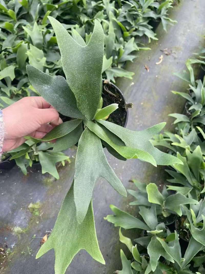 鹿角蕨板植二岐鹿角蕨室内喜阴网红蕨类植物新奇观叶绿植好养