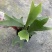 鹿角蕨板植二岐鹿角蕨室内喜阴网红蕨类植物新奇观叶绿植好养