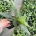 鹿角蕨板植二岐鹿角蕨室内喜阴网红蕨类植物新奇观叶绿植好养