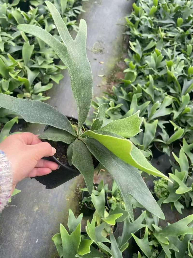 鹿角蕨板植二岐鹿角蕨室内喜阴网红蕨类植物新奇观叶绿植好养