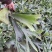 鹿角蕨板植二岐鹿角蕨室内喜阴网红蕨类植物新奇观叶绿植好养