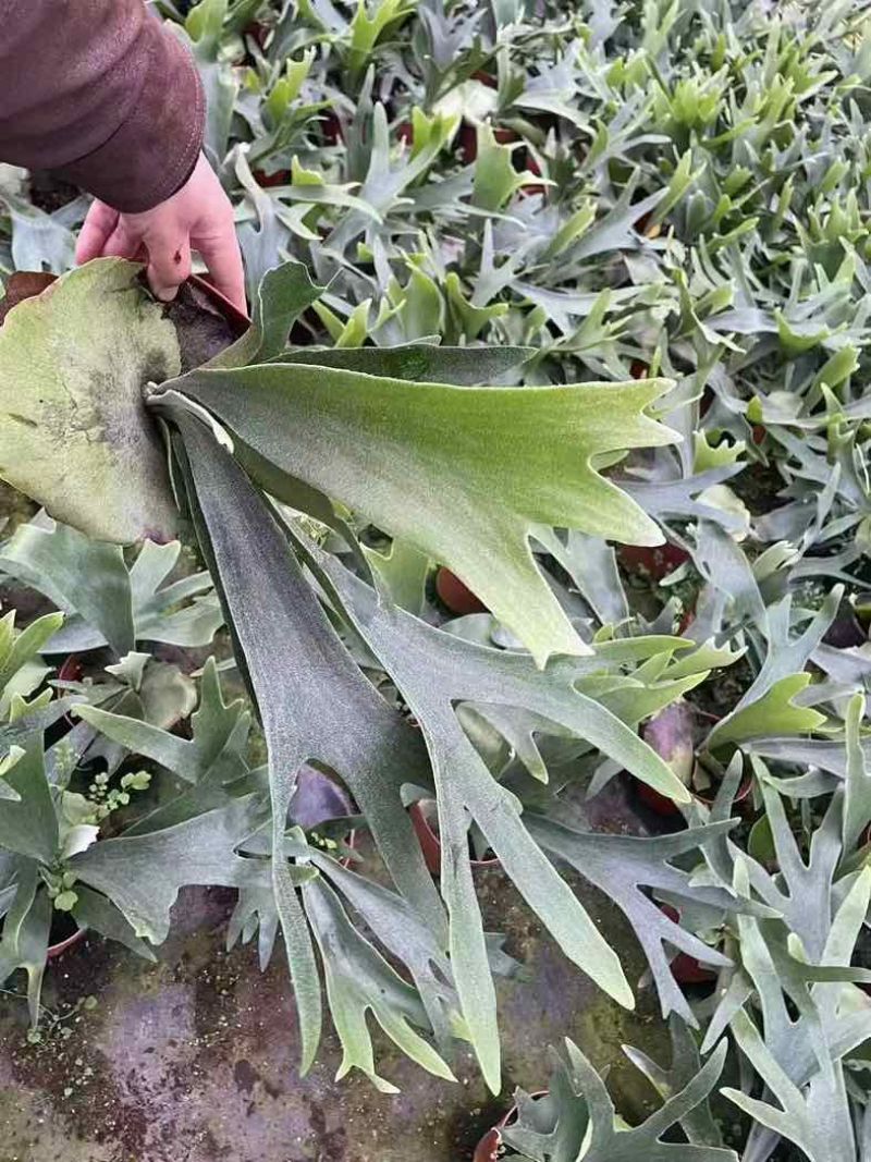 鹿角蕨板植二岐鹿角蕨室内喜阴网红蕨类植物新奇观叶绿植好养