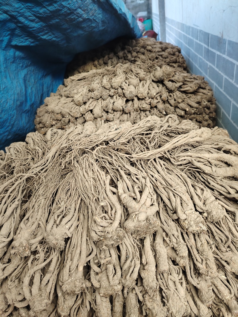 正宗甘肃岷县(岷归）自产自销当归长期供货直达您家