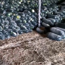 新疆昌吉州阜康市冬瓜
