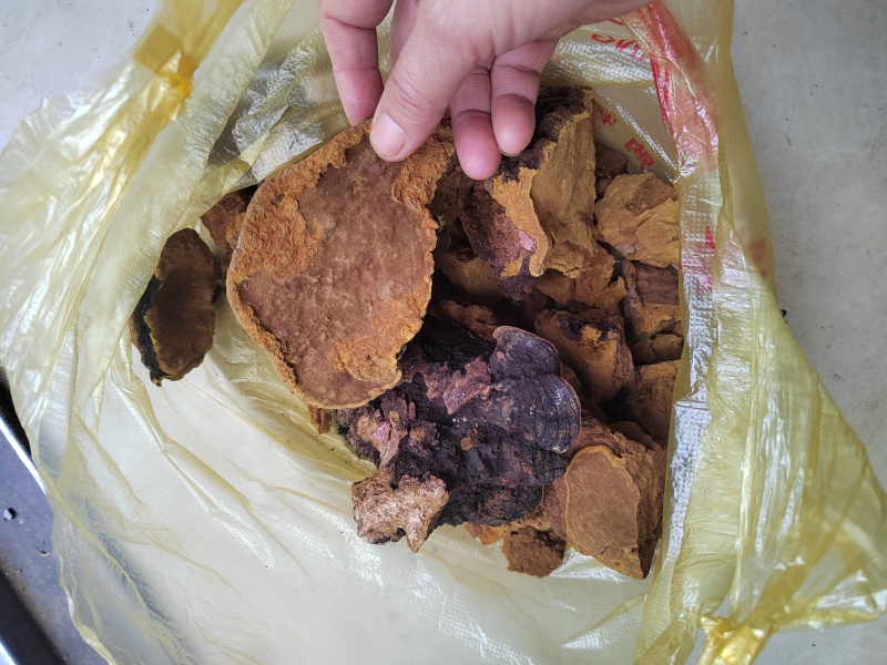 桑黄