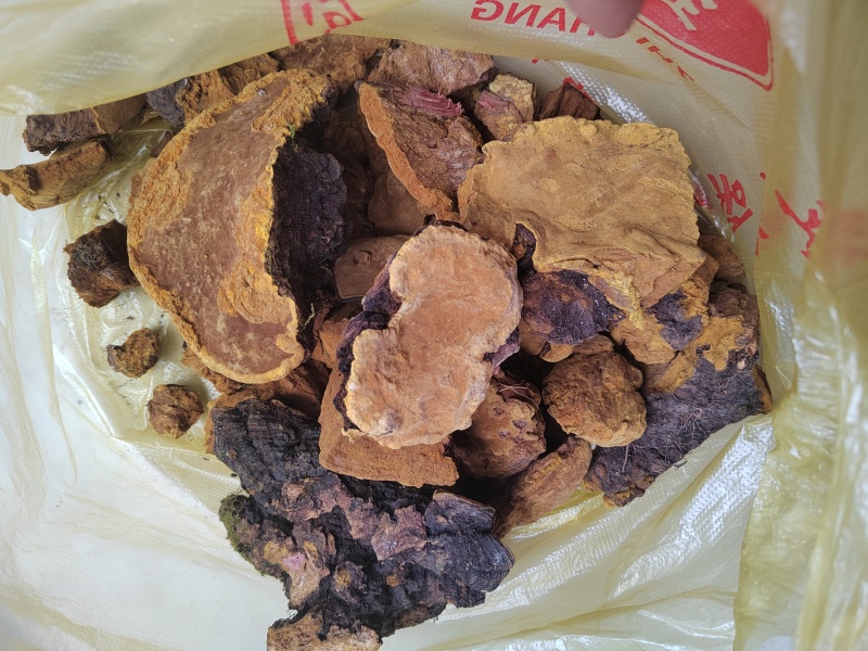 桑黄