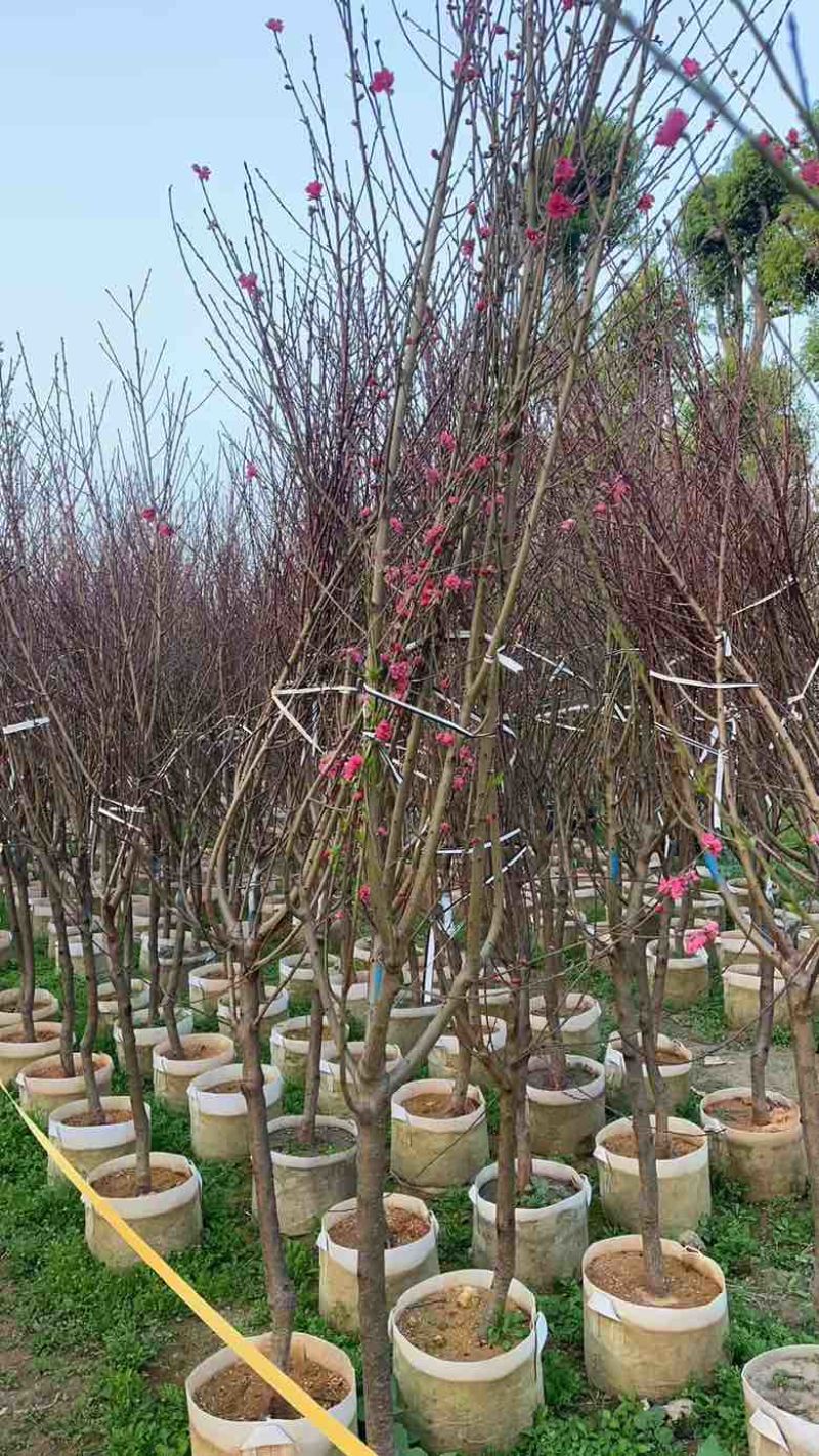 桃花3-8分，大量低价出售