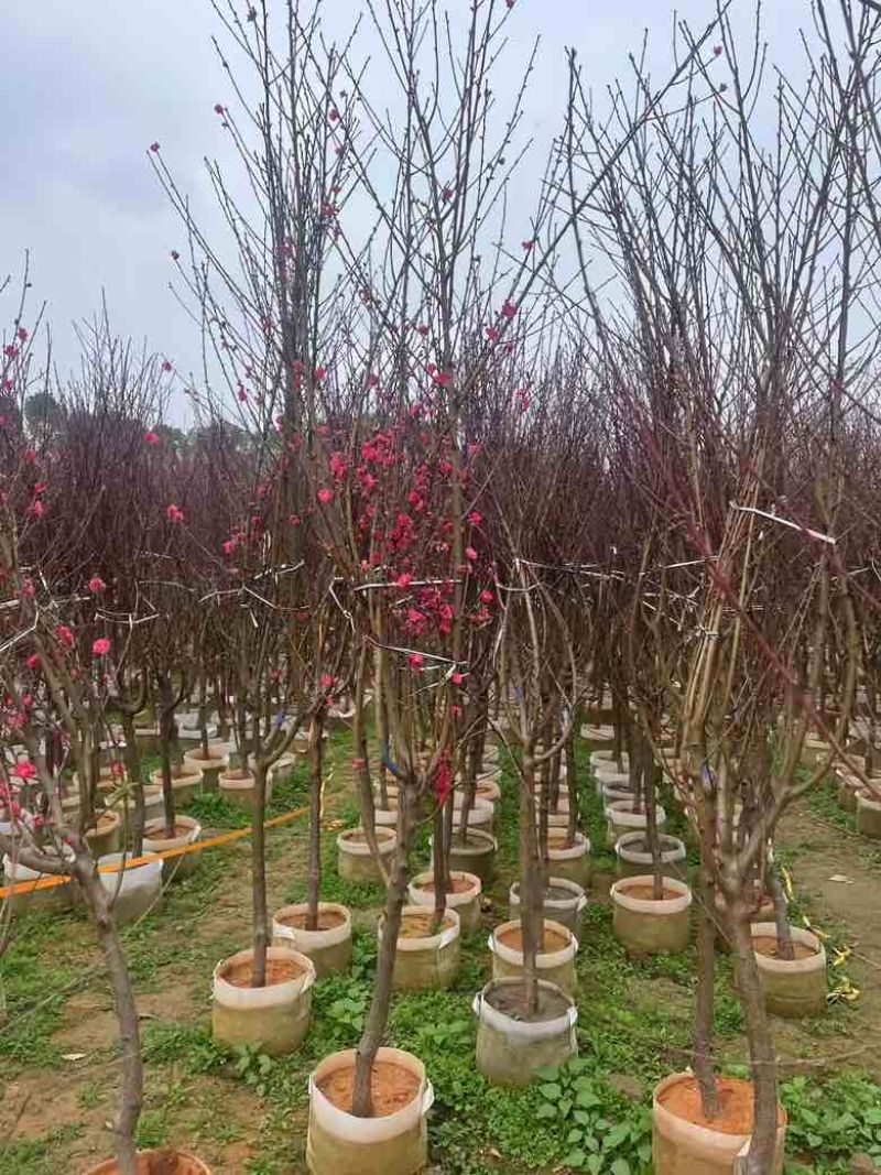 桃花3-8分，大量低价出售