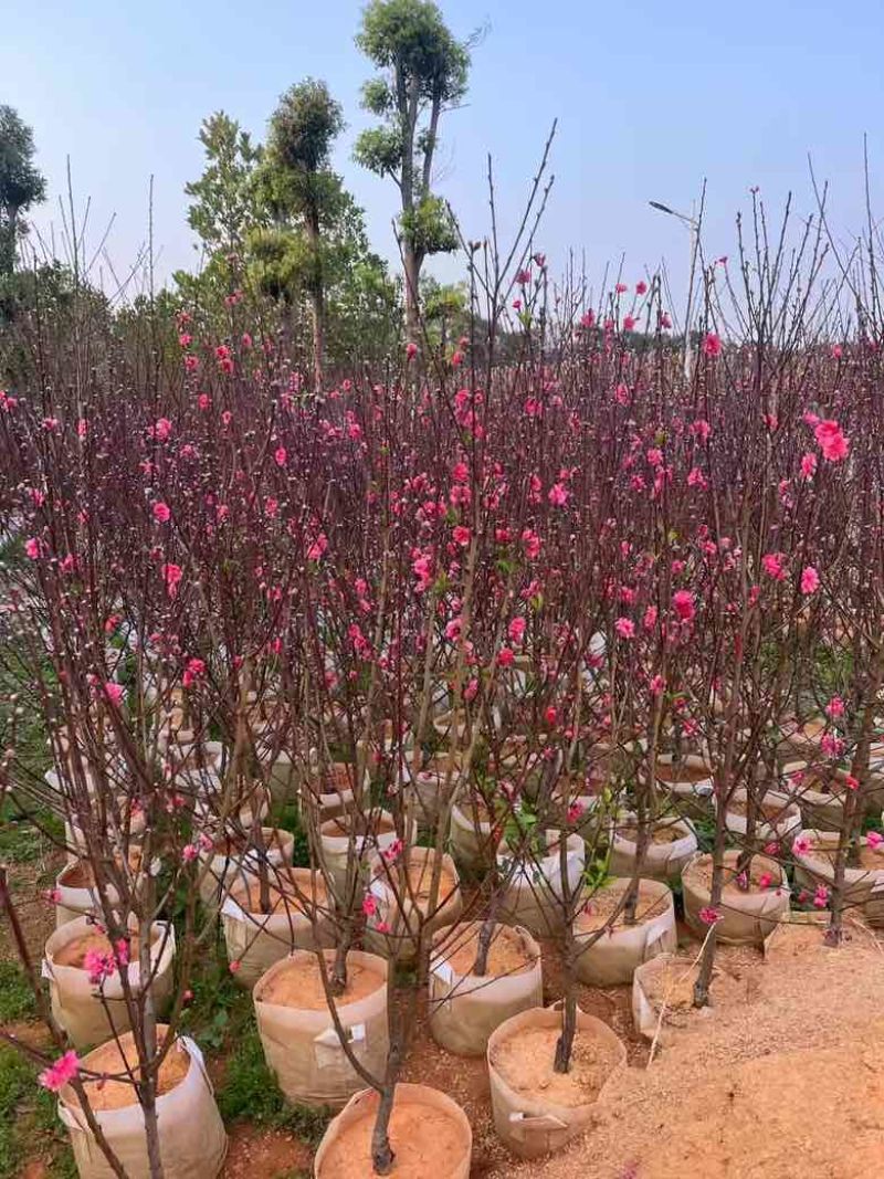 桃花3-8分，大量低价出售