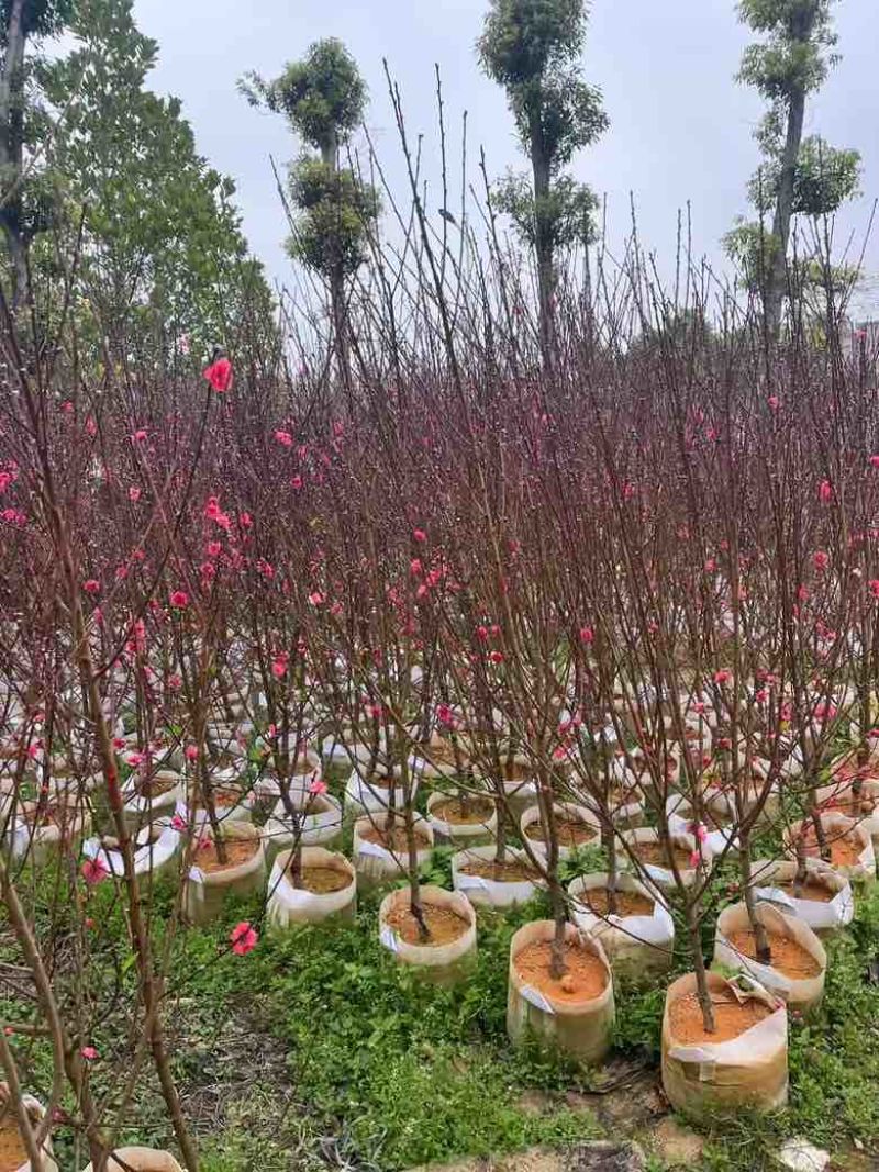 桃花3-8分，大量低价出售