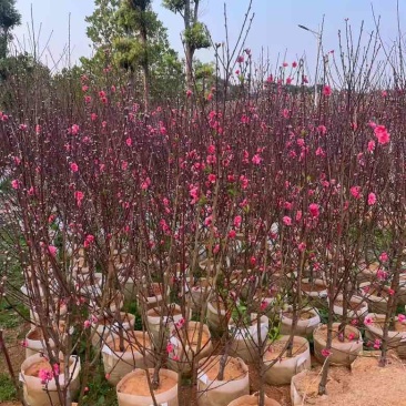 桃花3-8分，大量低价出售