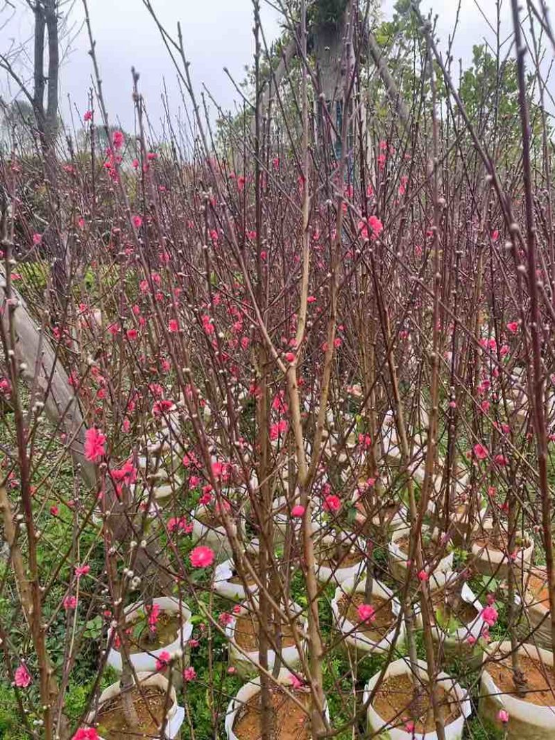 桃花3-8分，大量低价出售