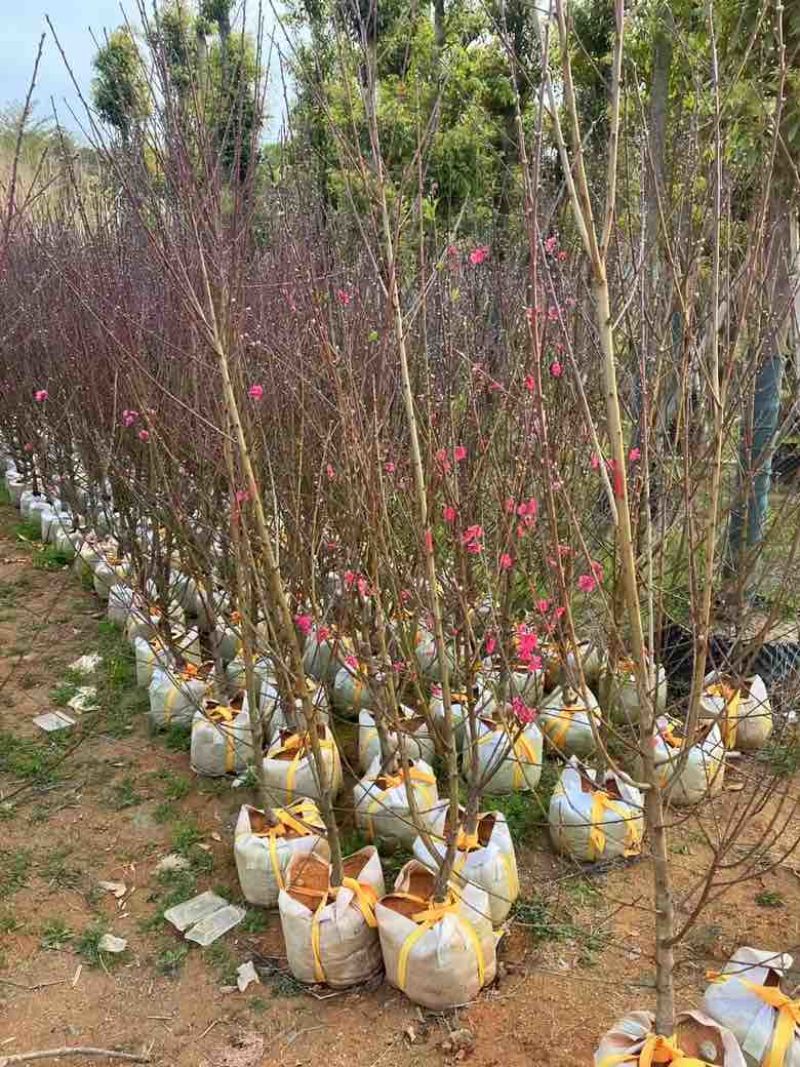 桃花3-8分，大量低价出售