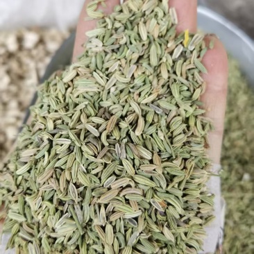 国产特绿小茴香