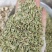 国产特绿小茴香