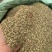 国产特绿小茴香