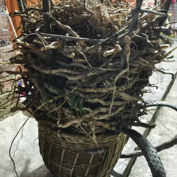 黄花倒水莲