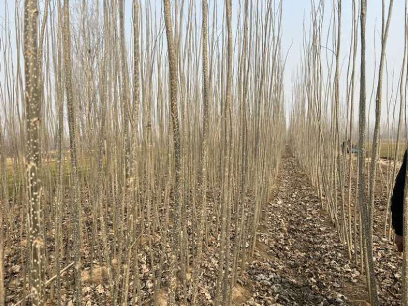 107速生杨当年苗，胸径1.5～3.5，大量出，以质论价