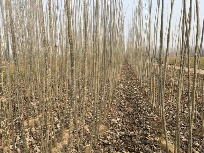107速生杨当年苗，胸径1.5～3.5，大量出，以质论价