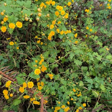 黄花倒水莲
