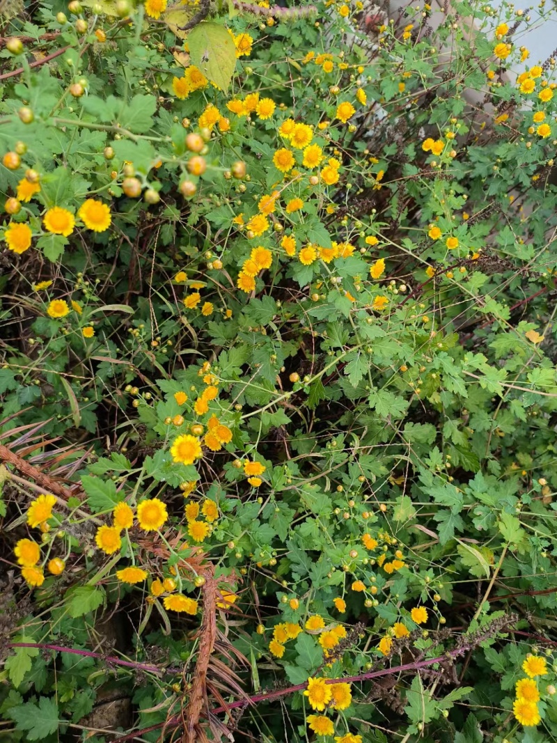 黄花倒水莲