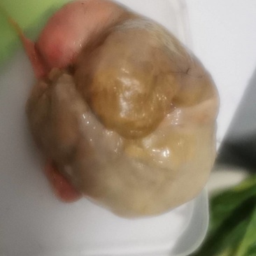 湖南省衡阳市，鸡宝