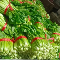 小白菜产地直销量大价格优