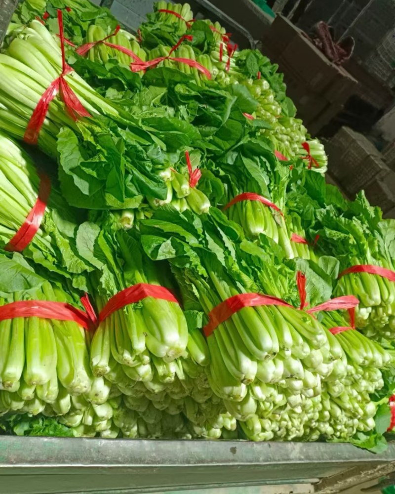 小白菜产地直销量大价格优