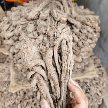 甘肃岷县当归，原条，自然晾晒，无硫纯手工塑型，自家种植！