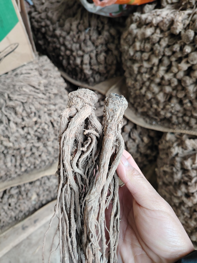 甘肃岷县当归，原条，自然晾晒，无硫纯手工塑型，自家种植！