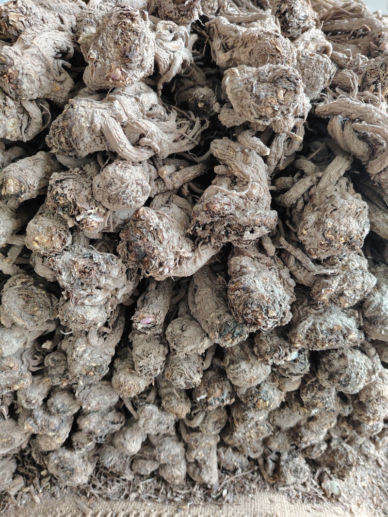 甘肃岷县当归，原条，自然晾晒，无硫纯手工塑型，自家种植！