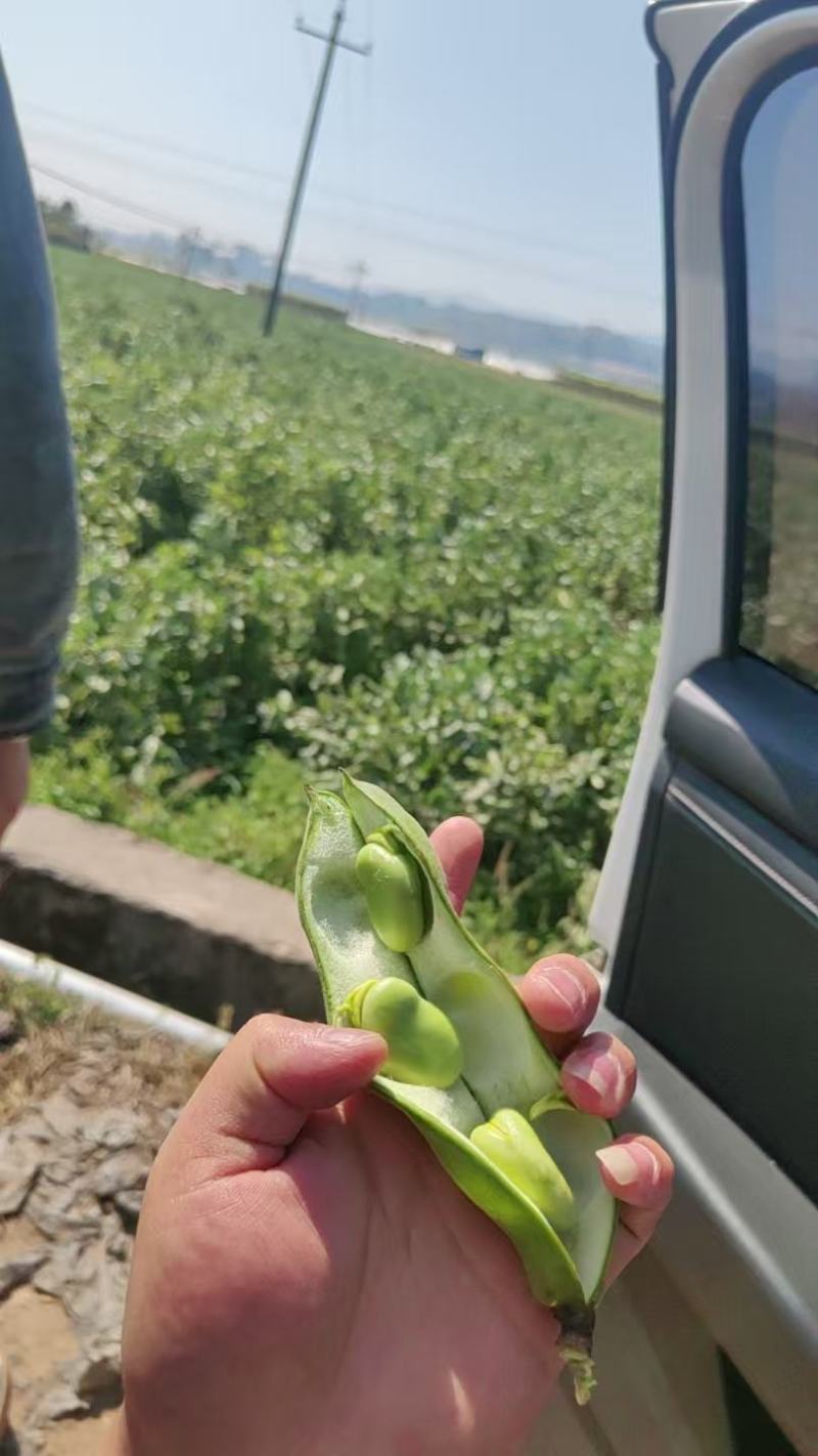 大蚕豆，大蚕豆。量大老板直接来