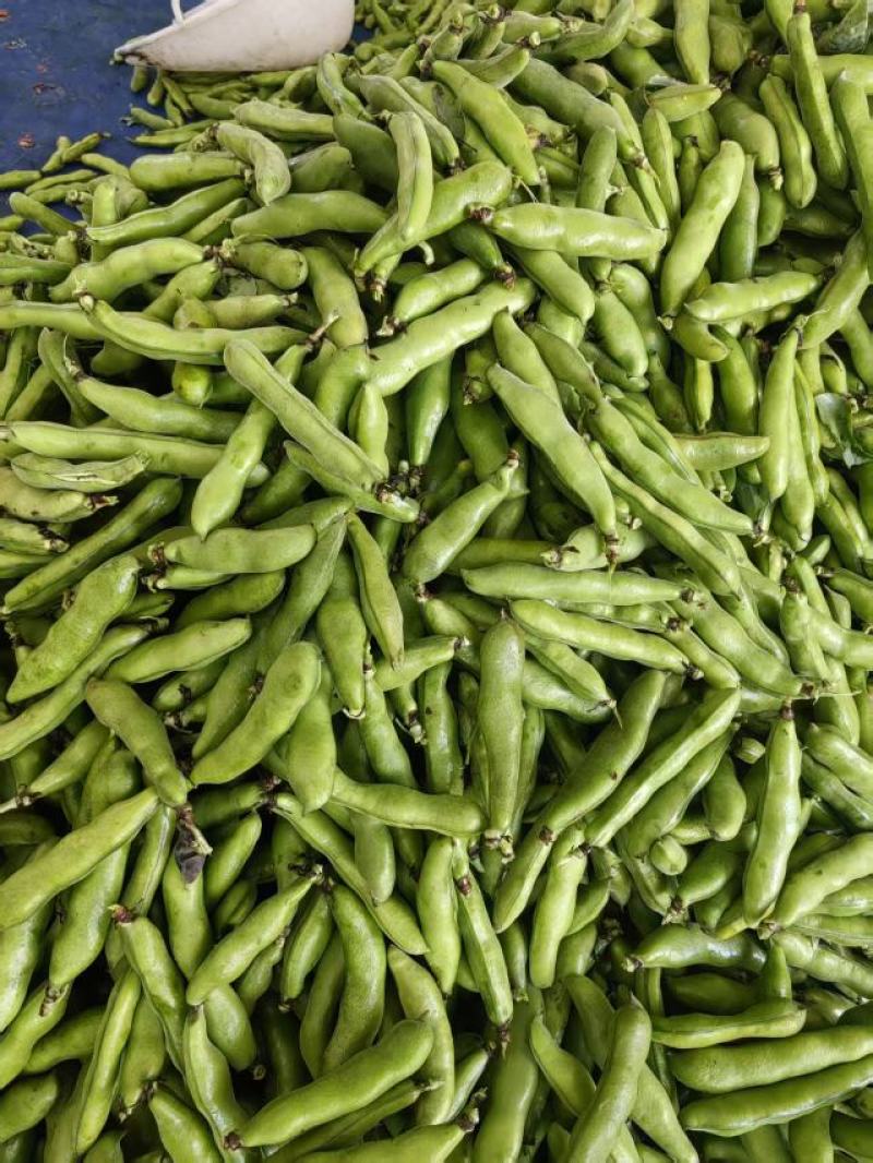 大蚕豆，大蚕豆。量大老板直接来