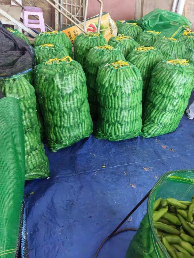 大蚕豆，大蚕豆。量大老板直接来