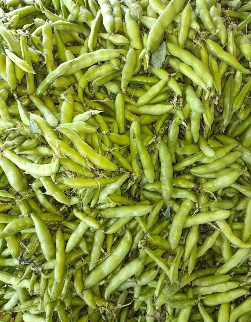 大蚕豆，大蚕豆。量大老板直接来