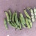 大蚕豆，大蚕豆。量大老板直接来