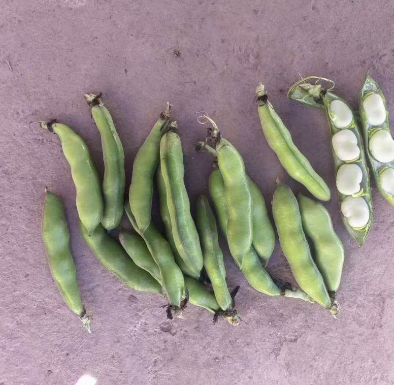 大蚕豆，大蚕豆。量大老板直接来
