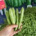 大蚕豆，大蚕豆。量大老板直接来