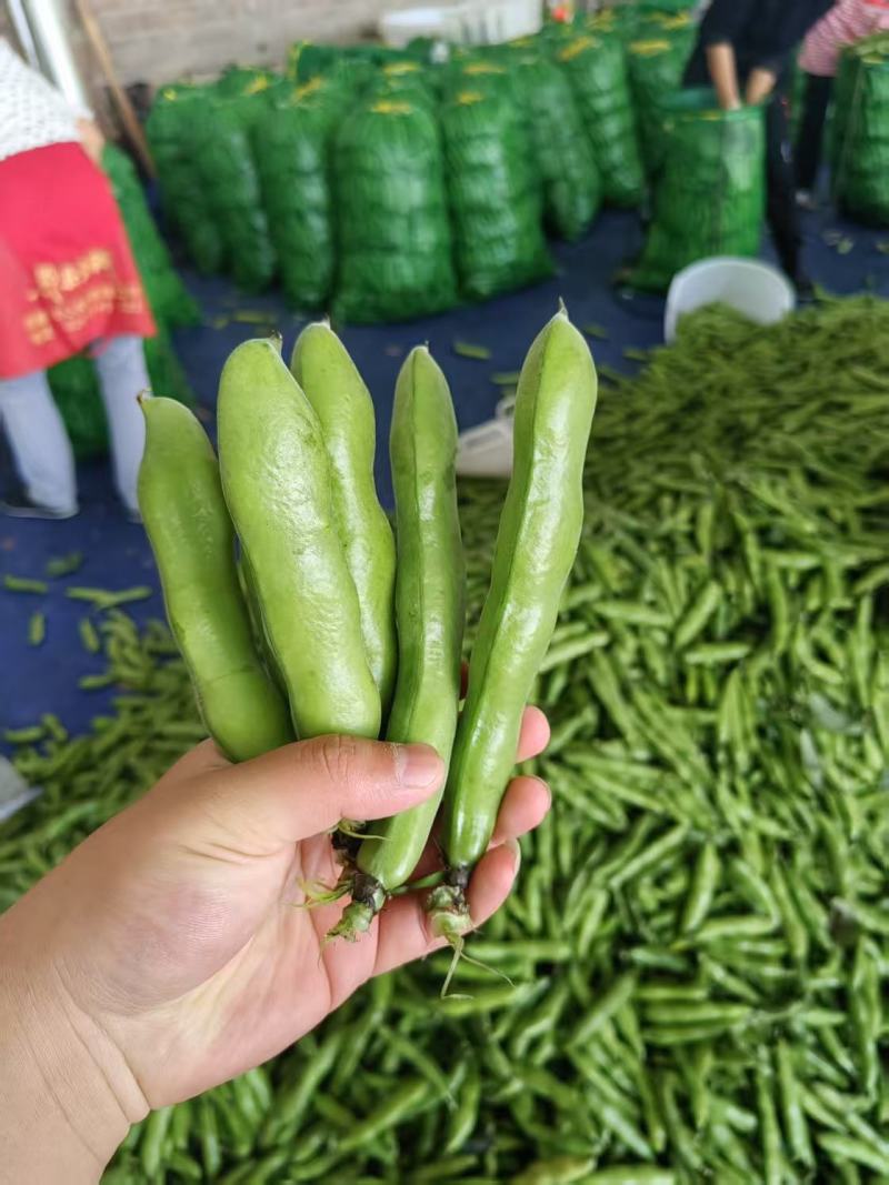 大蚕豆，大蚕豆。量大老板直接来