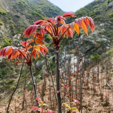 红油香椿