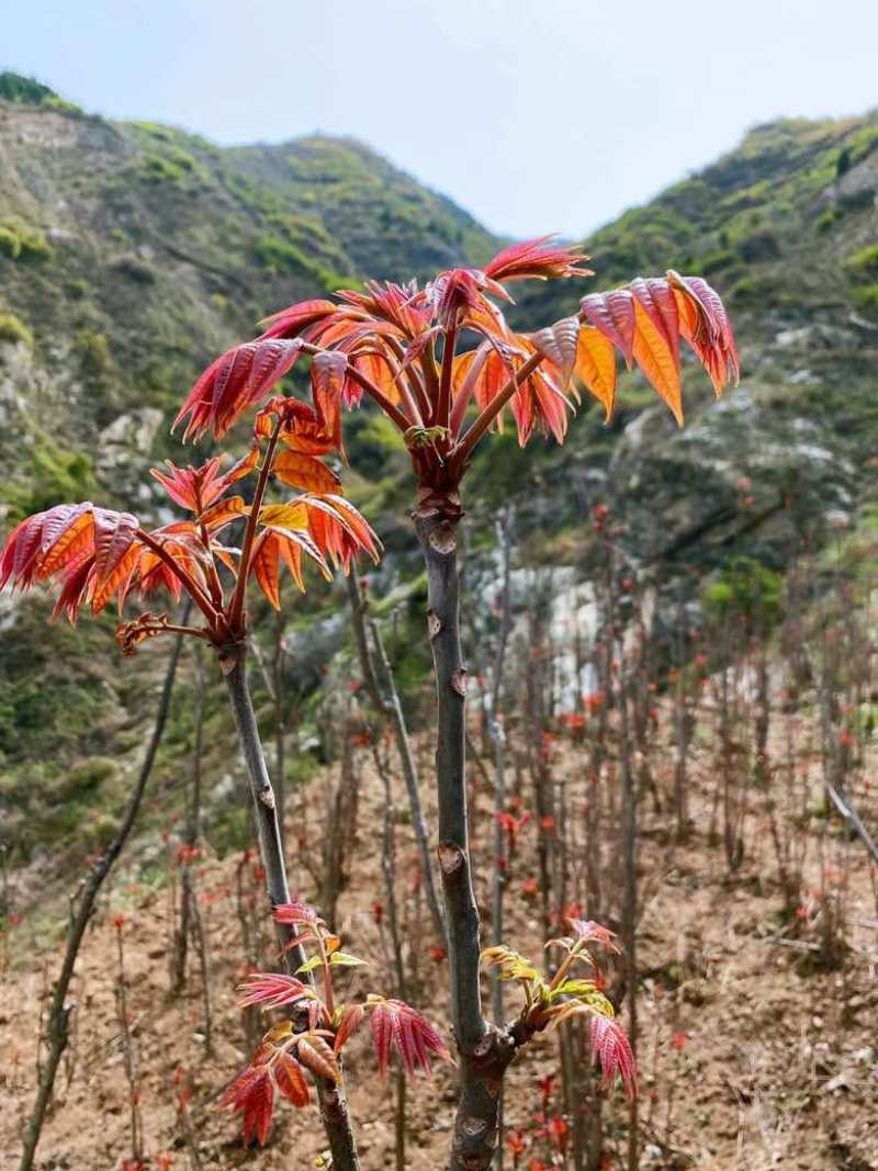 红油香椿