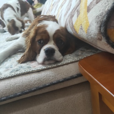 出售查理王小猎犬幼犬